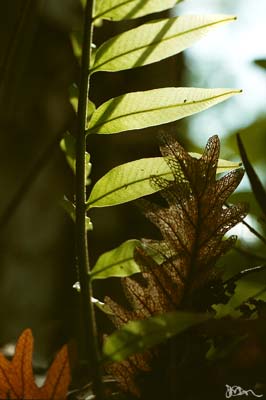 Basket Fern with nest leaves