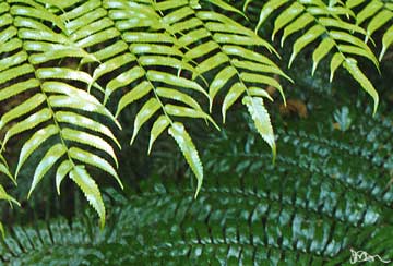 Cyathea rebeccae glossy fronds