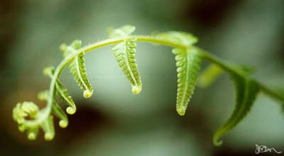 unfurling frond, close up